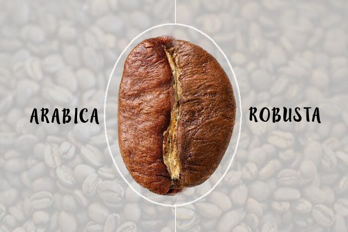 Robusta-Coffee-vs.-Arabica-Coffee-Which-One-Should-You-Choose